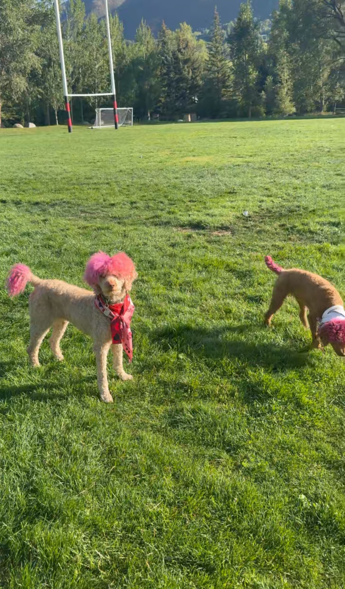 Where can I take my dog off-leash in Aspen, CO?