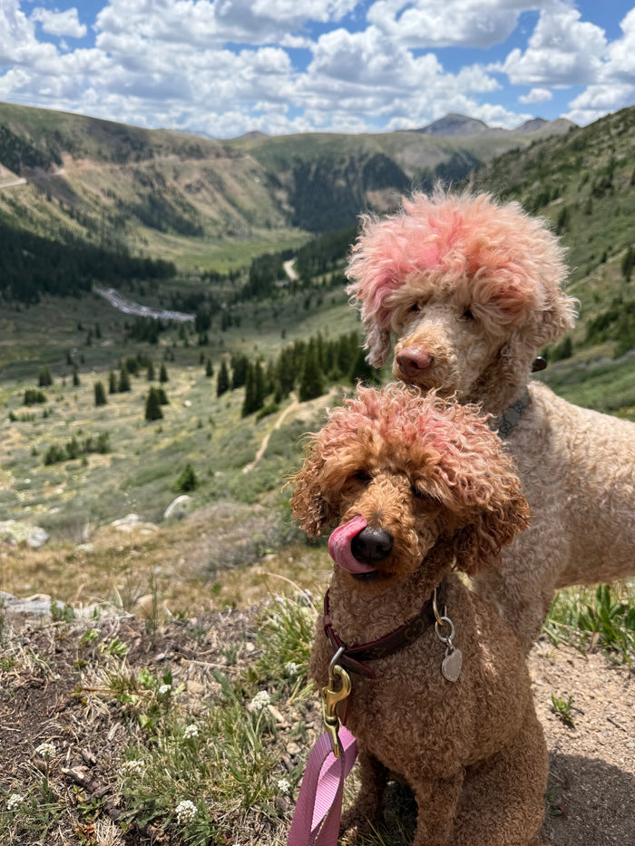 The Newcomer's Guide to Aspen